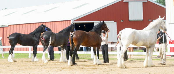 Who are some famous Percheron horse breeders?
